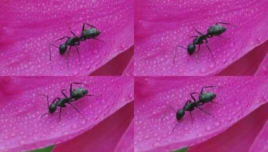蚂蚁在花瓣上爬行的微距升格特写高清在线视频素材下载