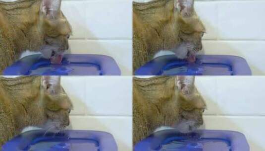 泰国猫从猫喷泉喝水高清在线视频素材下载