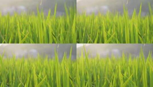 水稻禾苗逆光光影改变高清在线视频素材下载
