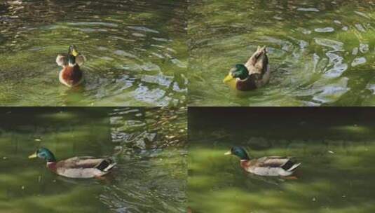 池塘上的鸭子鸭子在水中游泳水中的鸟高清在线视频素材下载