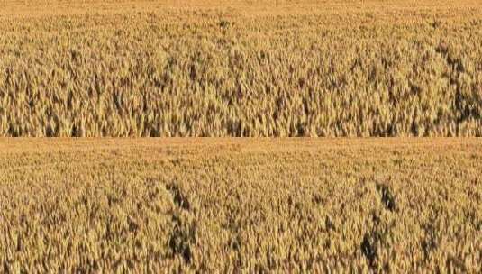 关中平原金色麦田 小麦高清在线视频素材下载