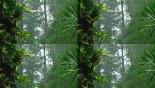 空灵空境森林雨景高清在线视频素材下载
