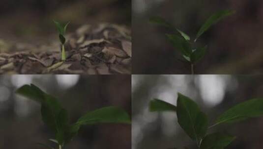 叶子，秋天，进步，植物高清在线视频素材下载