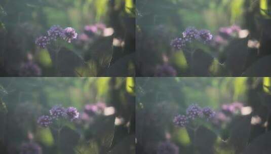 花，紫色，马鞭草，植物高清在线视频素材下载