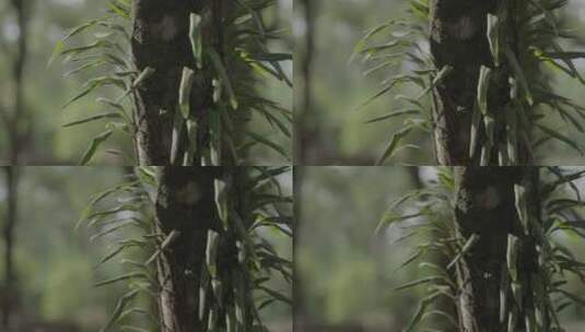 勐巴娜热带植物高清在线视频素材下载