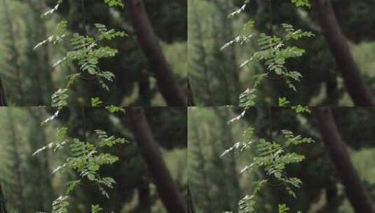 树上的雨滴高清在线视频素材下载