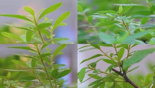 城市下暴雨下雨天雨水雨滴植物树叶子草木雨高清在线视频素材下载