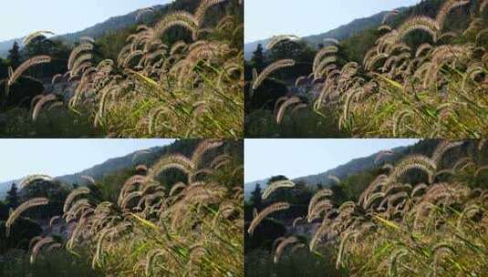 狗尾巴草草丛清新野草植物唯美风景高清在线视频素材下载