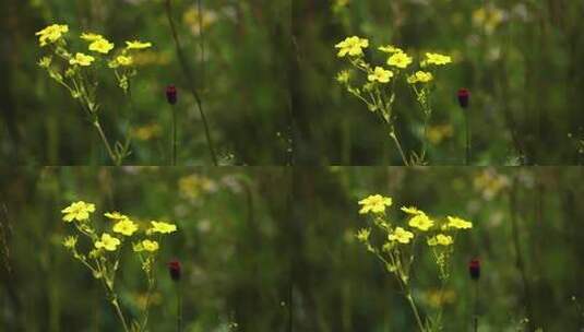 野花金露梅高清在线视频素材下载