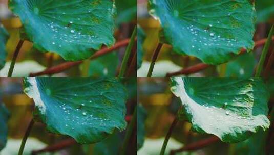 雨后荷叶上的露水珠高清在线视频素材下载