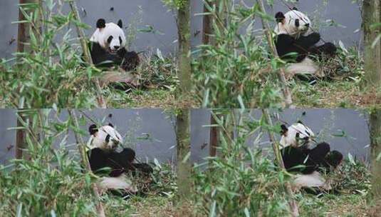 无前景吃竹子的熊猫高清在线视频素材下载