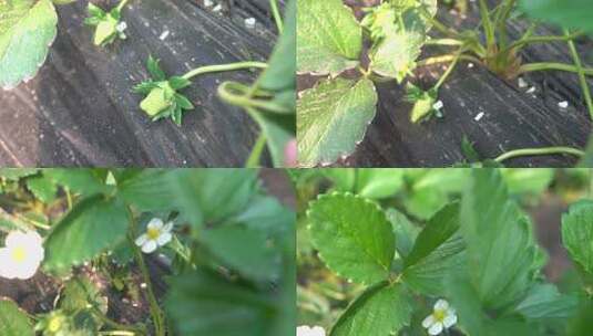 草莓花 草莓叶 草莓幼苗 草莓幼果 种植高清在线视频素材下载