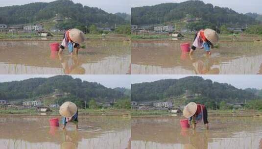 农民在水田中弯腰插秧的劳作画面高清在线视频素材下载