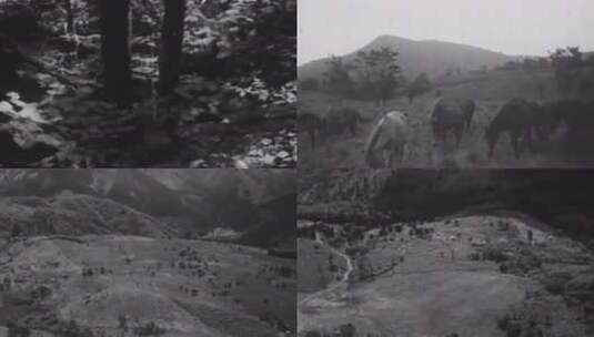 20-50年代 秋游高清在线视频素材下载