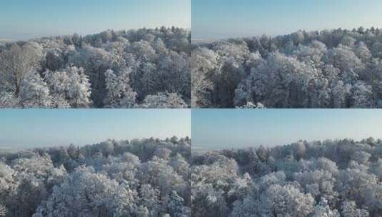 白雪覆盖的森林 银装素裹的树林雾凇高清在线视频素材下载