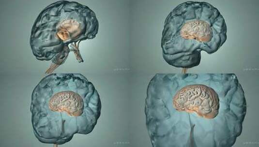 人体大脑3D模型展示高清在线视频素材下载