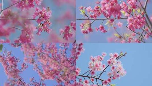 春分樱花春分立春樱花春天视频春天立春樱花高清在线视频素材下载