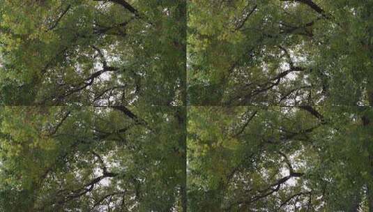 茂密树木枝叶繁茂景象高清在线视频素材下载