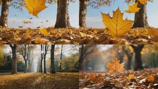 深秋梧桐落叶高清在线视频素材下载