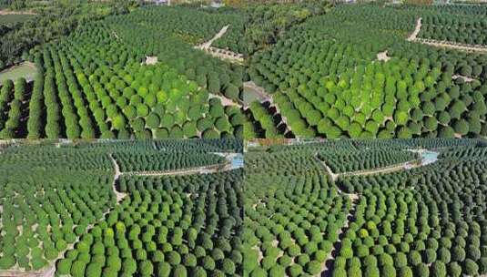 浙江杭州桂博园种植森林树木晴天航拍高清在线视频素材下载