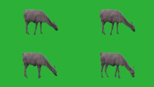 绿幕布的羊驼高清在线视频素材下载