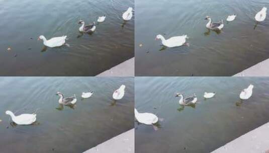 鸭子河里游泳的高角度镜头高清在线视频素材下载