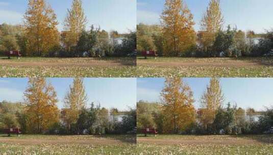 落叶散落在公园的地上高清在线视频素材下载
