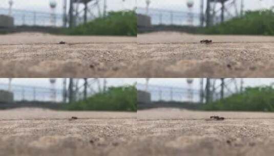 蚂蚁爬进爬出高清在线视频素材下载