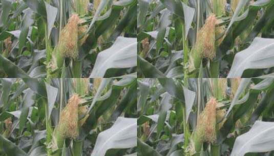 农村农田青色玉米生长3高清在线视频素材下载