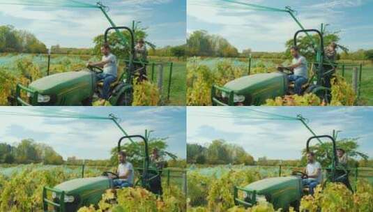 农民移除葡萄藤上的网高清在线视频素材下载