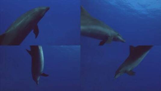 海豚游泳的特写镜头高清在线视频素材下载