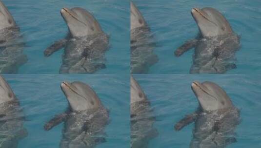训练海豚表演高清在线视频素材下载