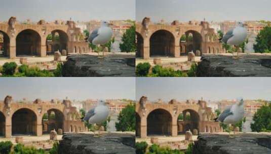 罗马墙壁上的海鸥高清在线视频素材下载