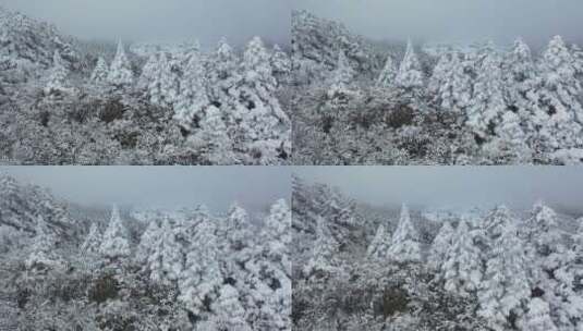 航拍湖北神农架冬季冬天冰雪雪松雪景高清在线视频素材下载