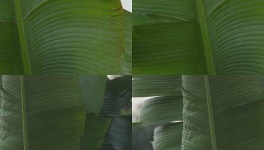 芭蕉叶视频亚热带绿色宽大芭蕉叶子高清在线视频素材下载