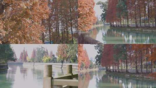 4k实拍唯美景合集红枫叶明媚阳光河水倒影高清在线视频素材下载