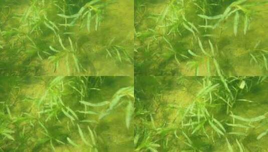 水下摄影茂盛的水草小鱼高清在线视频素材下载