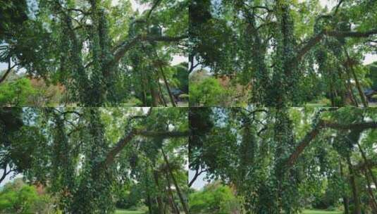热带植物藤缠树高清在线视频素材下载
