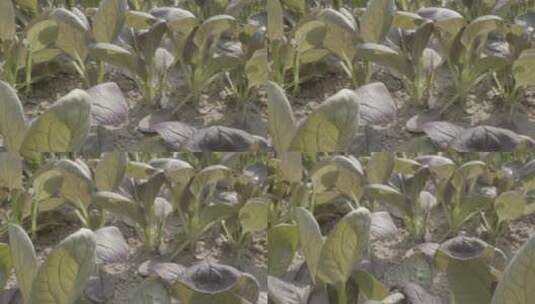 植物嫩苗紫罗兰油菜温室微距拍摄LOG素材高清在线视频素材下载