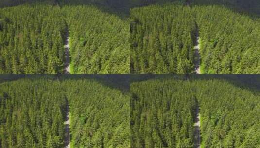 航拍森林公路中行驶的汽车高清在线视频素材下载