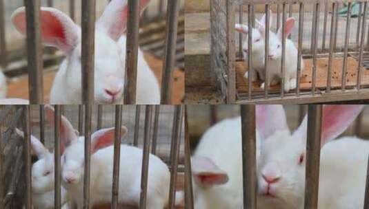 关在笼子里的小白兔高清在线视频素材下载