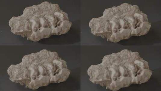 远古生物化石LOG高清在线视频素材下载