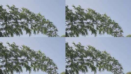 阳光下的竹子高清在线视频素材下载