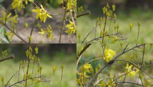 【镜头合集】鲜花春季迎春花报春花连翘花高清在线视频素材下载