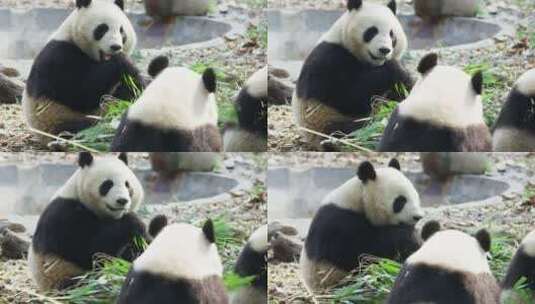 两只大熊猫在一起吃竹叶高清在线视频素材下载