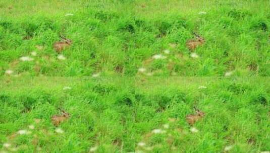 兔子走在绿色的草地上高清在线视频素材下载