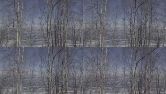 透过树林看冬天的贝加尔湖-4K航拍素材高清在线视频素材下载