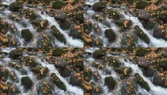 流过溪岩和树叶的水高清在线视频素材下载