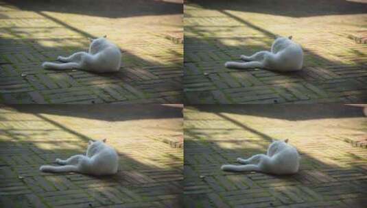 一只白猫在地上舔毛高清在线视频素材下载