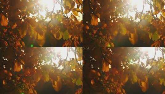 秋天阳光下的树叶高清在线视频素材下载